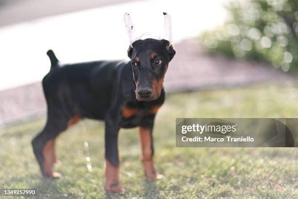 excuse me ... i`m peeeing - dobermann stock-fotos und bilder