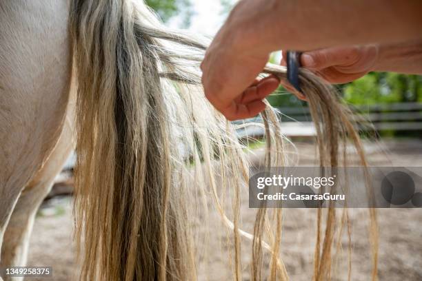 close-up of combing horse tail - horse tail stock pictures, royalty-free photos & images