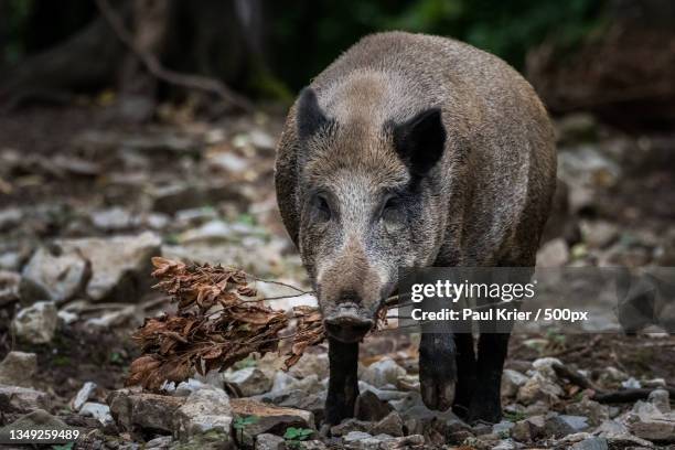 close-up of wild boar standing on field,rochefort,belgium - wild boar stock pictures, royalty-free photos & images