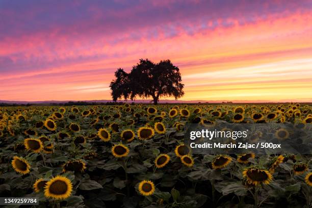 scenic view of sunflower field against sky during sunset,yolo county,california,united states,usa - yolo county stock pictures, royalty-free photos & images