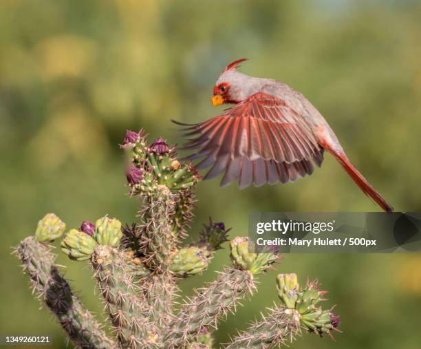 Flying Cactus Jumping Cholla Cactus Photos and Premium High Res Pictures - Getty Images