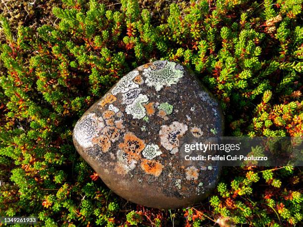 close-up of lichen growing on a stone in iceland - lichen formation stock pictures, royalty-free photos & images