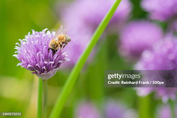 close-up of bee pollinating on purple flower - schnittlauch stock pictures, royalty-free photos & images