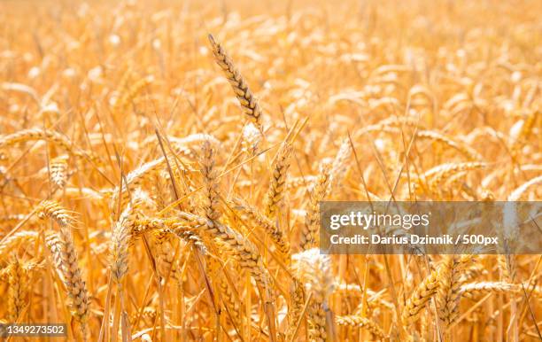 close-up of wheat field - frühling hintergrund stock pictures, royalty-free photos & images