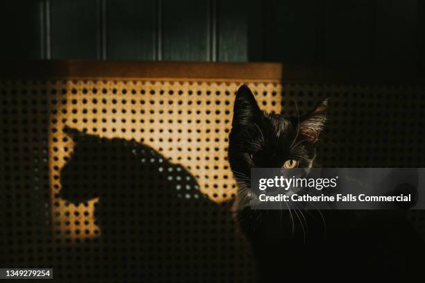 a young black cat glances over her shoulder while casting a shadow onto rattan. - 猫 影 ストックフォトと画像