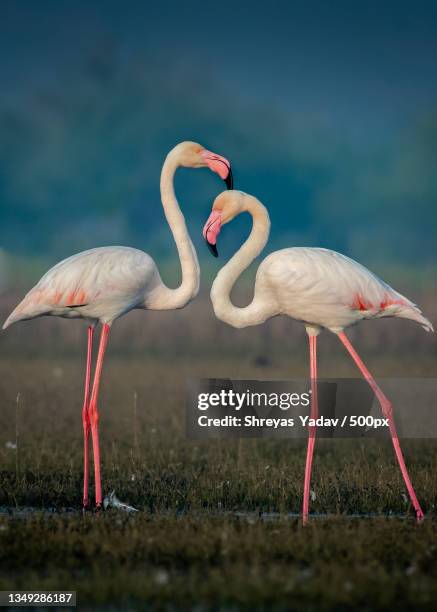 side view of flamingos standing in lake - greater flamingo stock pictures, royalty-free photos & images