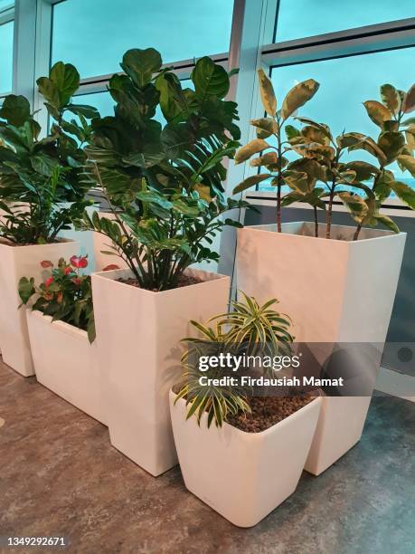 group of indoor plants like zamioculcas zamifolia, ficus tineke, fiddle-leaf fig (ficus lyrata), dracaena reflexa planted in white pots against big windows - dracaena houseplant stock pictures, royalty-free photos & images