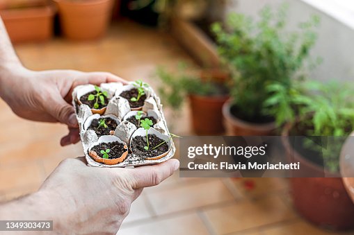 Growing plants on reused eggshells and egg carton Growing plants on reused eggshells and egg carton