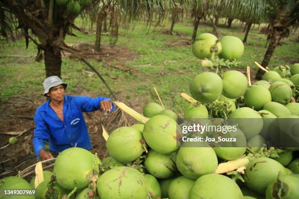 kokosnussernte in bahia - kokospalme stock-fotos und bilder