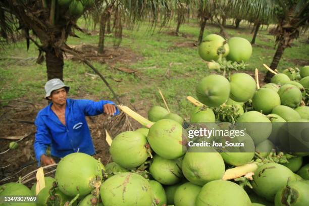 coconut harvest in bahia - coconut palm tree stock pictures, royalty-free photos & images