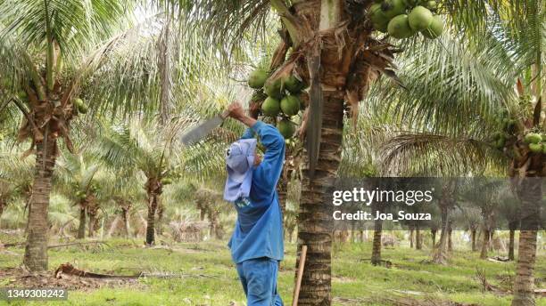 coconut harvest in bahia - coconut water stock pictures, royalty-free photos & images