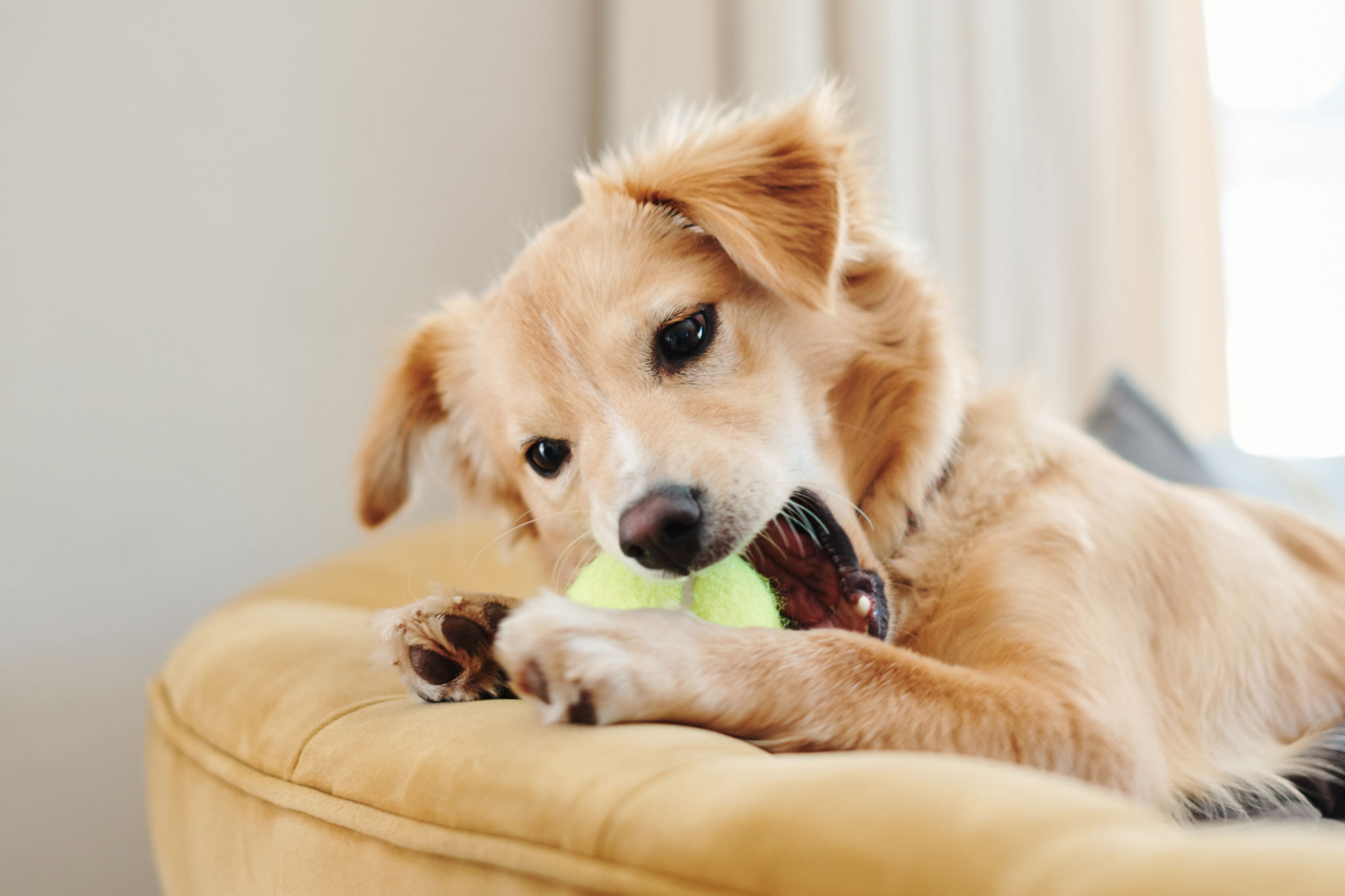 dog bite