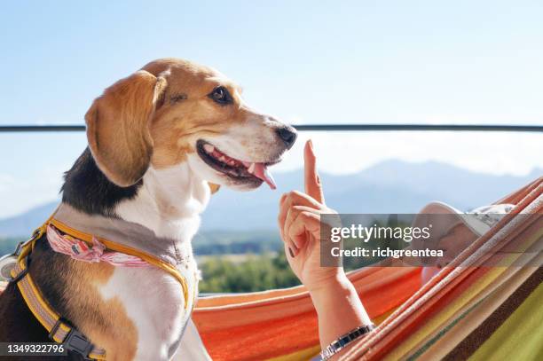 smiling happy beagle dog with mom relaxing and enjoying the mountain view in the hammock - beagle stockfoto's en -beelden
