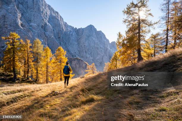 woman hiking high up in autumn julian alps - lärkträdslsäktet bildbanksfoton och bilder