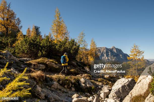 mujer haciendo senderismo en los alpes julianos de otoño - larch tree fotografías e imágenes de stock
