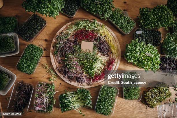 bunch of micro green sprouts - microvegetal imagens e fotografias de stock