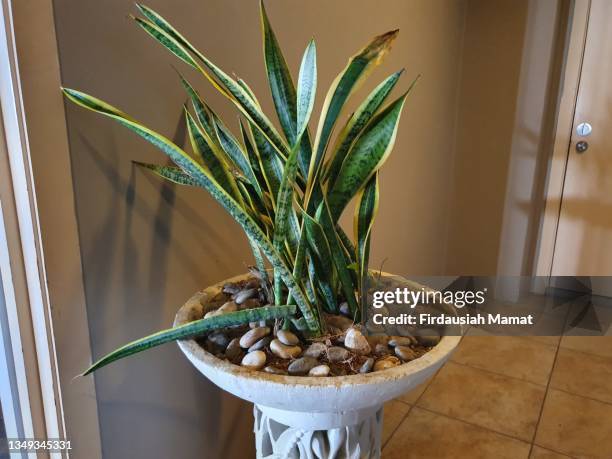 mother in law’s tongue, snake plant or viper’s bowstring hemp, dracaena  trifasciata syn: sansevieria trifasciata - dracaena houseplant stock pictures, royalty-free photos & images