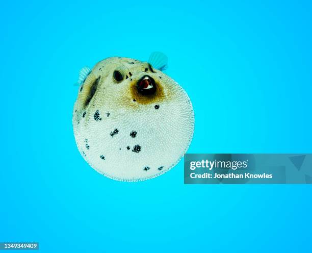 close up puffer fish - puffer fish stock pictures, royalty-free photos & images