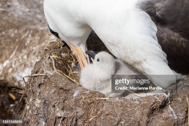 Define Rookery Bird Rookery Photos and Premium High Res Pictures - Getty Images