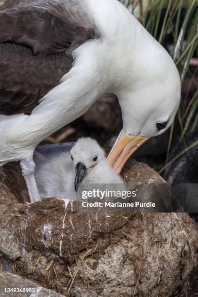 Define Rookery Bird Rookery Photos and Premium High Res Pictures - Getty Images