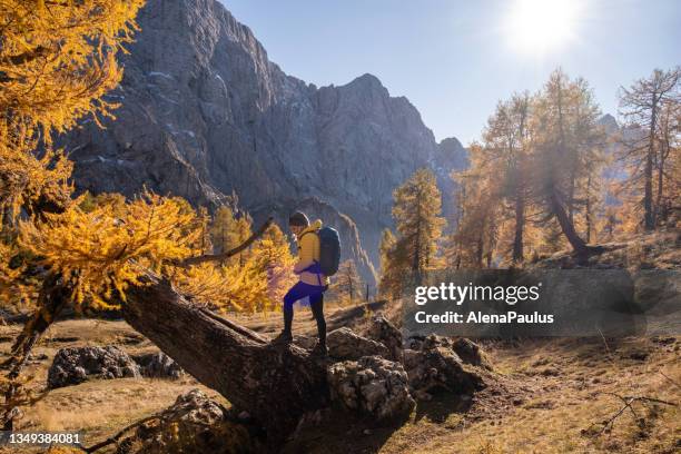 mujer disfrutando de la vista a la montaña desde un gran alerce de colores otoñales - larch tree fotografías e imágenes de stock