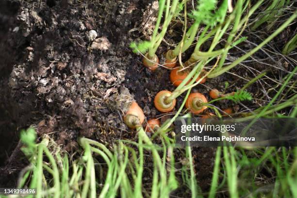 harvesting carrots - carrot farm stock pictures, royalty-free photos & images