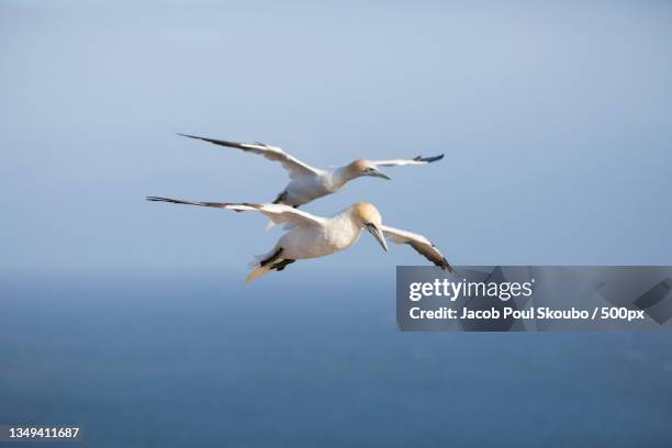 low angle view of seagull flying over sea - alcatraz común fotografías e imágenes de stock