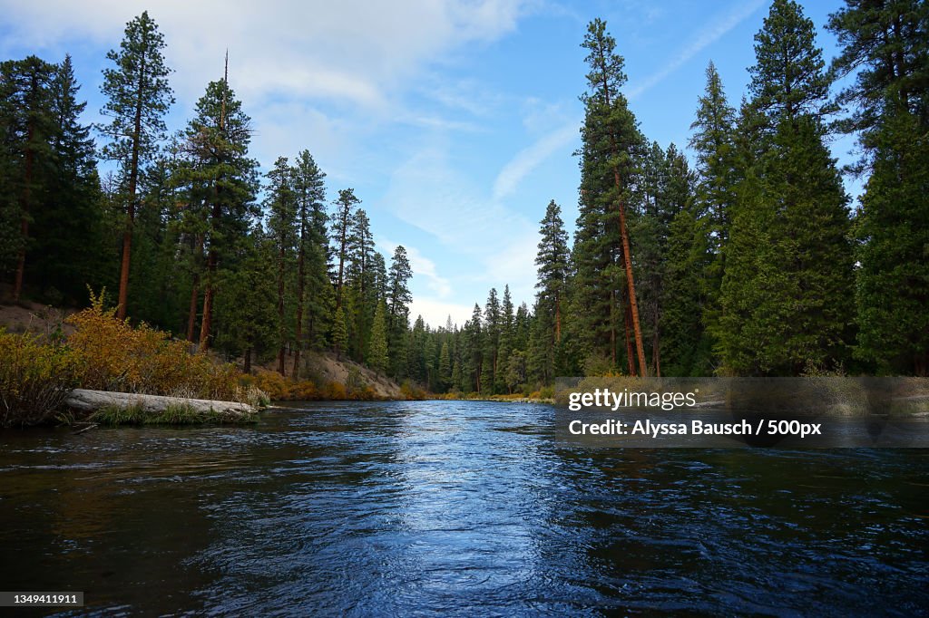 Scenic view of river amidst trees in forest against sky