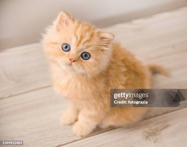 fluffy red kitten looking at camera - fluffy orange kitten photos et images de collection