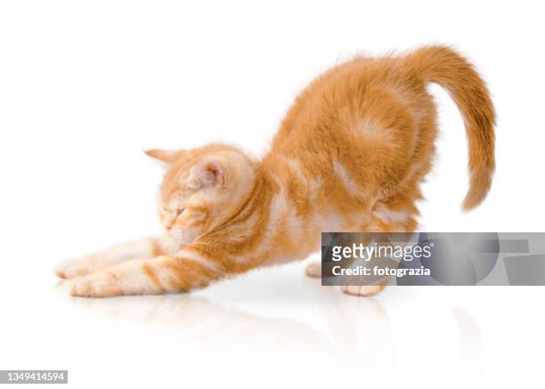 shorthair red kitten stretches - isolated on white with reflection - feline photos et images de collection