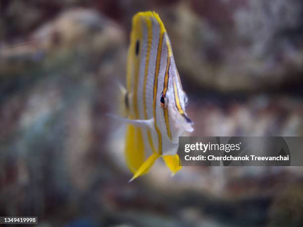 butterflyfish in the coral reefs - butterflyfish stock pictures, royalty-free photos & images