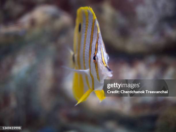 butterflyfish in the coral reefs - 蝴蝶魚 個照片及圖片檔