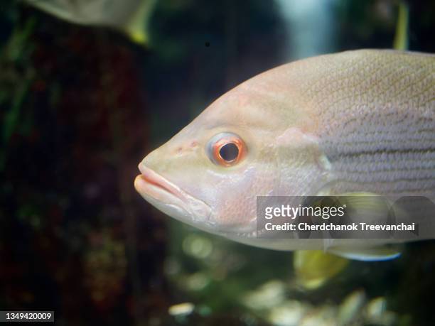red snapper or red sea bass fish in the tank - bass stock-fotos und bilder