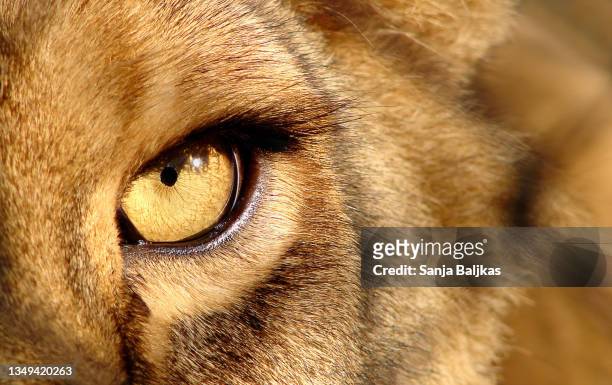 lion eye - mammal stock pictures, royalty-free photos & images