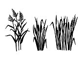 Black silhouette reeds sketch set in vintage style. Vector retro illustration element. Spring floral nature background vector.