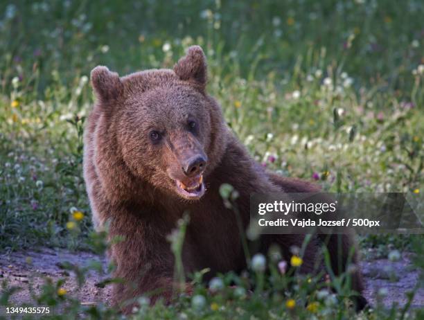 bown bear,romania - romania bear stock pictures, royalty-free photos & images