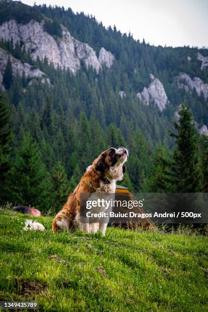 a saint bernard on hill in front of mountain,romania - bernhardiner stock-fotos und bilder