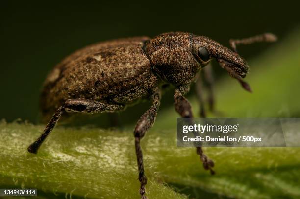 Boweavers Insect 2,337 Weevil Stock Photos, High-Res Pictures, and Images - Getty Images