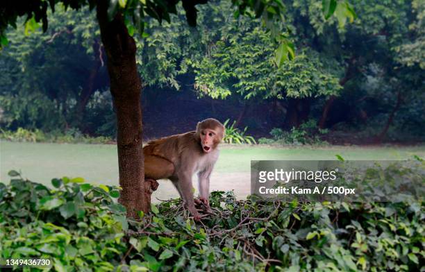 portrait of macaque standing on tree trunk in forest,agra,uttar pradesh,india - agra stock-fotos und bilder