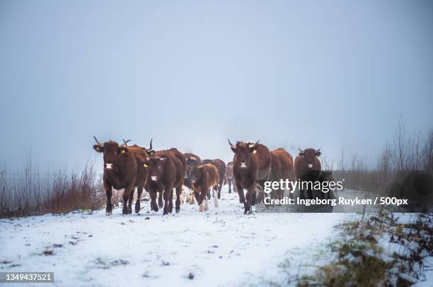 a flock of sheep,toronto,ontario,canada - ochtend stock pictures, royalty-free photos & images