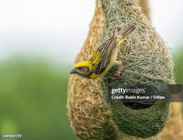 close-up of weaversongyellow hammer perching on nest - uccello tessitore foto e immagini stock