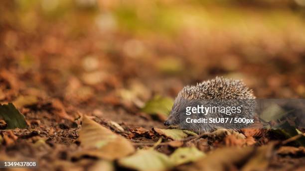 close-up of hedgehog on field,gemeinde preding,austria - hedgehog stock pictures, royalty-free photos & images