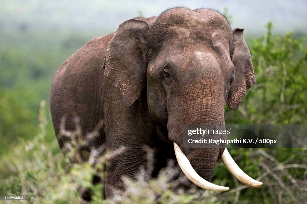Close-up of indian asian elephant on field,Nilgiris,Tamil Nadu,India