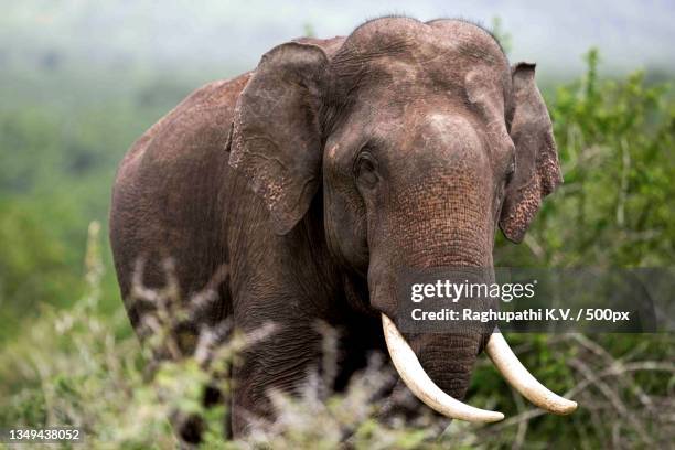 close-up of indian asian elephant on field,nilgiris,tamil nadu,india - trunk stock pictures, royalty-free photos & images