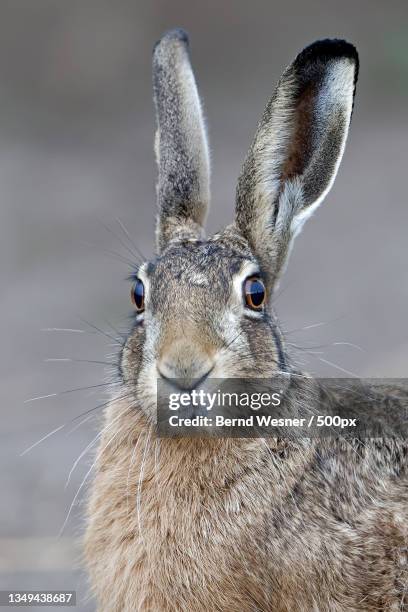 close-up of rabbit - lepus europaeus stock pictures, royalty-free photos & images