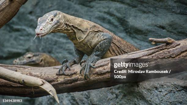 close-up of komodo dragon on tree - komodo dragon stock pictures, royalty-free photos & images