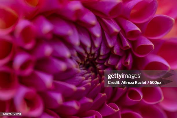 close-up of pink dahlia,vienna,austria - magnification stock pictures, royalty-free photos & images
