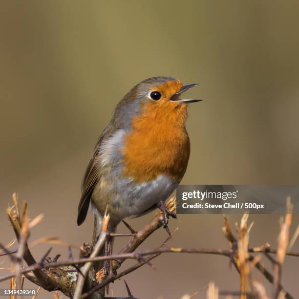 close-up of robin perching on branch - mark robins bildbanksfoton och bilder