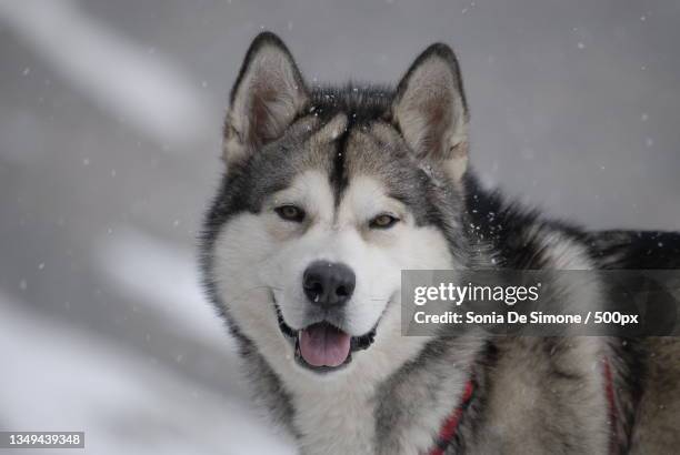 portrait of malamute on snow covered field - malamute stock-fotos und bilder