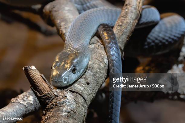 close-up of cobra on tree - black mamba stockfoto's en -beelden